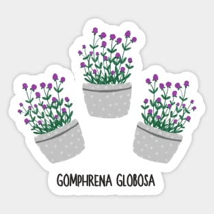 Gomprena Globosa Flower, Amaranth flower Sticker